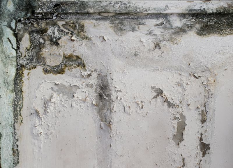 Garage Mold Mitigation