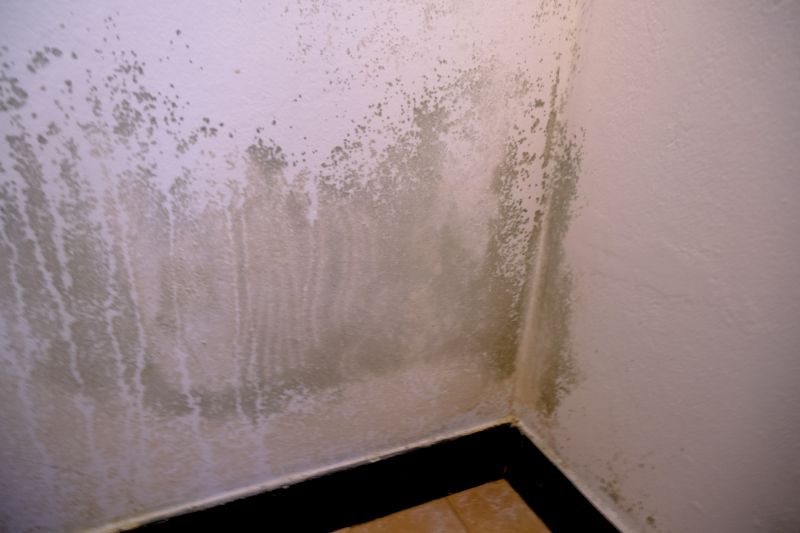 Basement Mold Removal in Dallas, TX