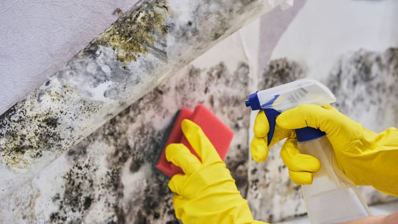 Black Mold Removal in Fort Worth, TX