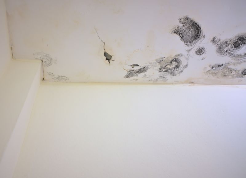 Garage Mold Mitigation