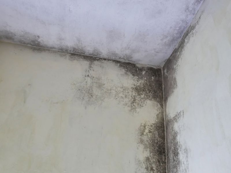 Mold Inspection in Garages