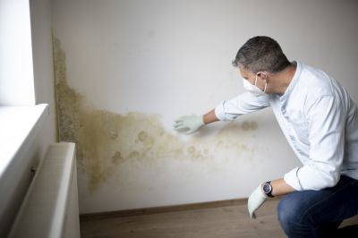 Mold Remediation Process