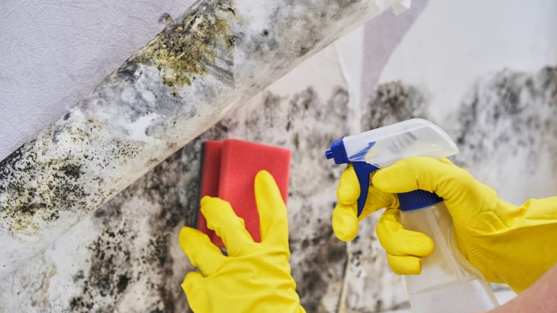 Mold Remediation Service in Dallas, TX
