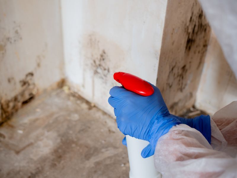 Mold Removal in Broward County, FL